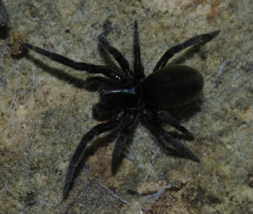Titanoeca sp. - Arcavacata di Rende (CS)